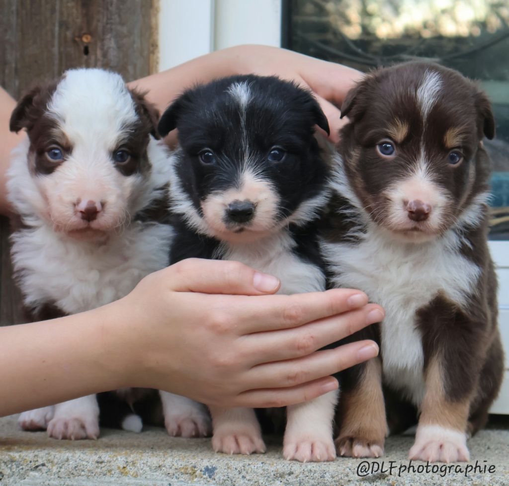 Du Domaine De La Fauvette - Chiot disponible  - Border Collie