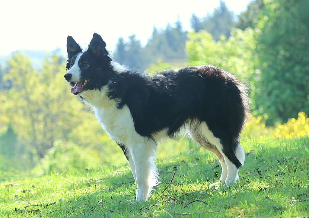 Tosca Du Domaine De La Fauvette