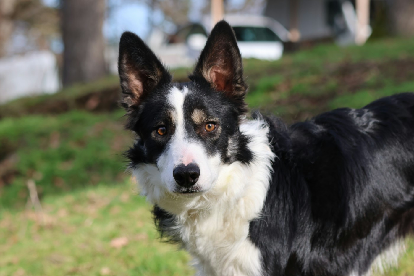 Attila Du Domaine De La Fauvette