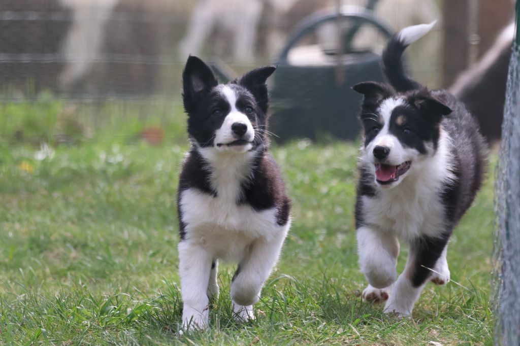 CHIOTS DISPONIBLES