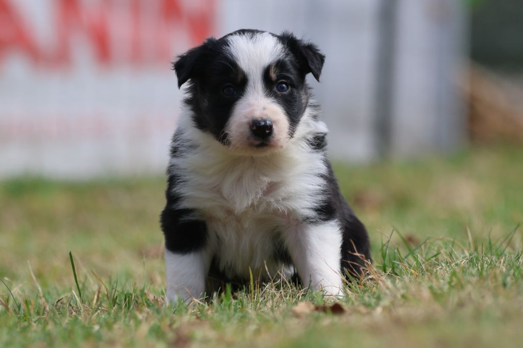 Du Domaine De La Fauvette - Chiots disponibles - Border Collie