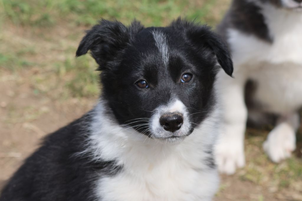 Du Domaine De La Fauvette - Chiots disponibles - Border Collie