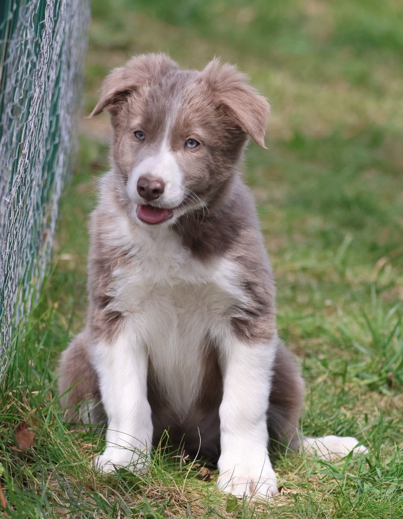 Du Domaine De La Fauvette - Chiots disponibles - Border Collie