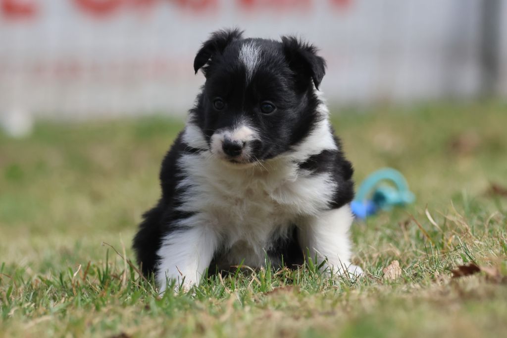 Du Domaine De La Fauvette - Chiots disponibles - Border Collie