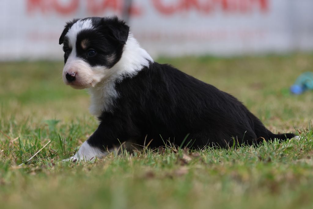 Du Domaine De La Fauvette - Chiots disponibles - Border Collie