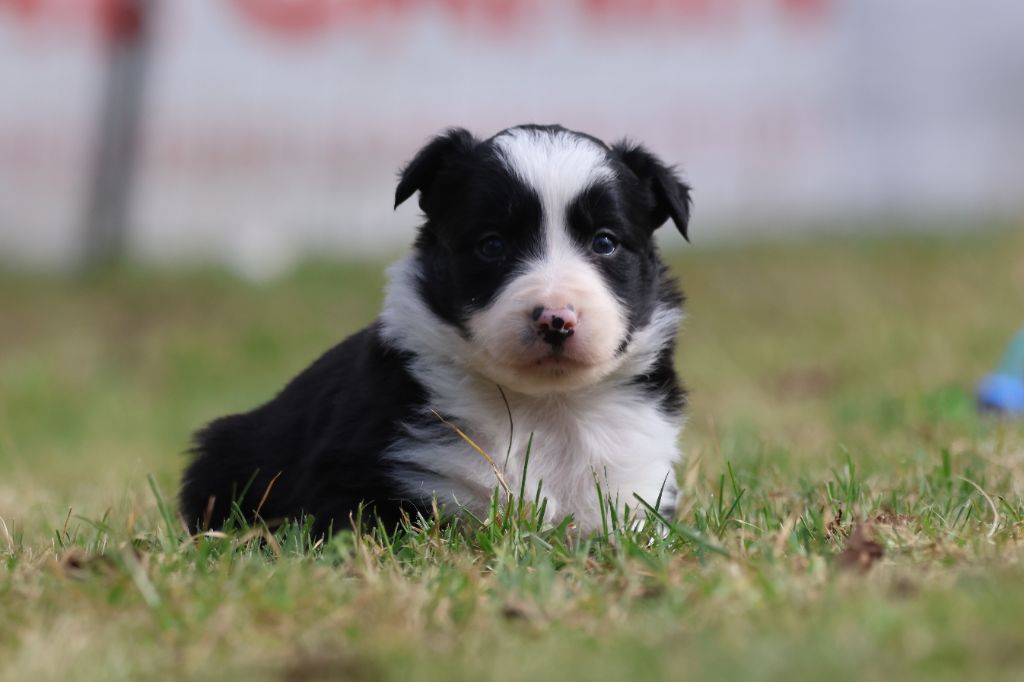 Du Domaine De La Fauvette - Chiots disponibles - Border Collie