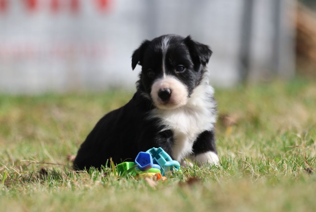 Du Domaine De La Fauvette - Chiots disponibles - Border Collie