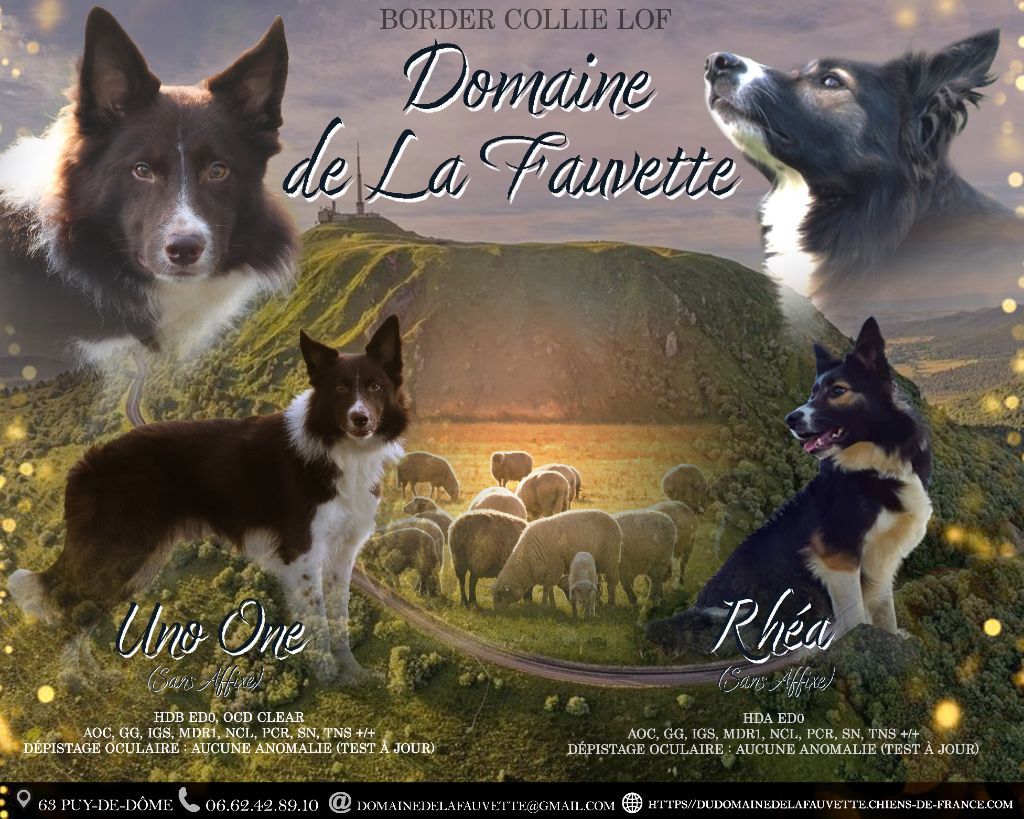 Chiot Border Collie Du Domaine De La Fauvette