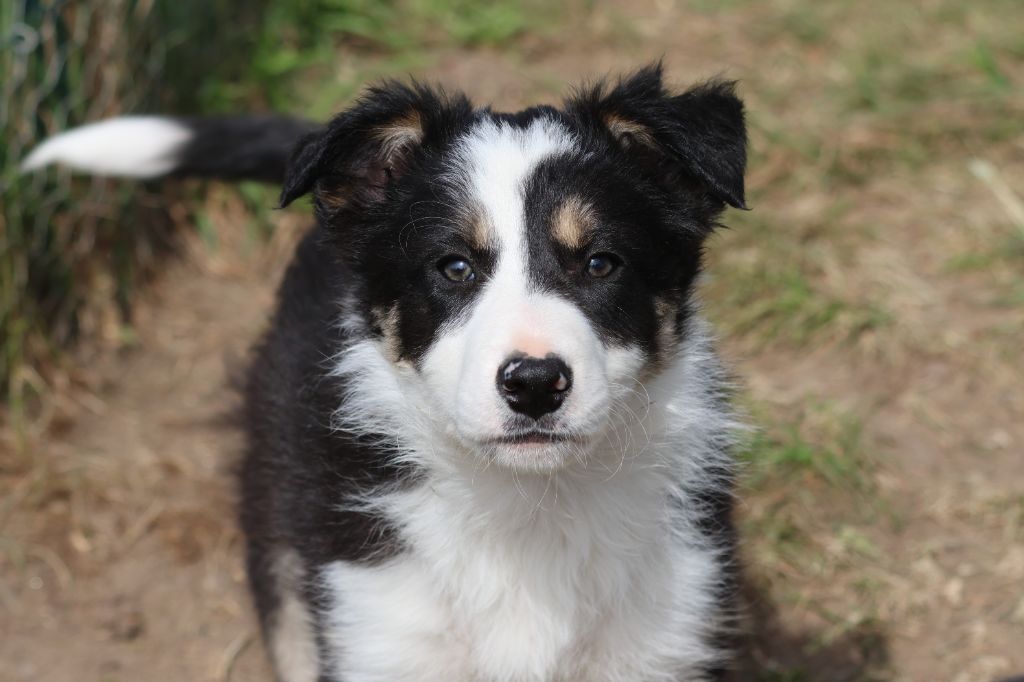 Du Domaine De La Fauvette - Chiots disponibles - Border Collie