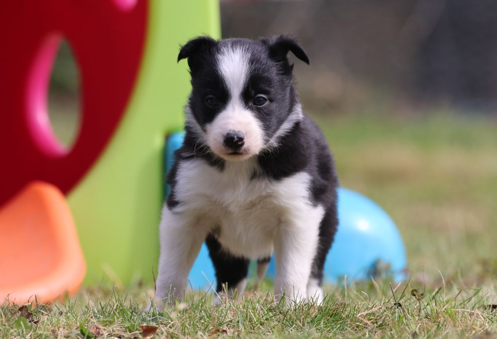 Du Domaine De La Fauvette - Chiots disponibles - Border Collie