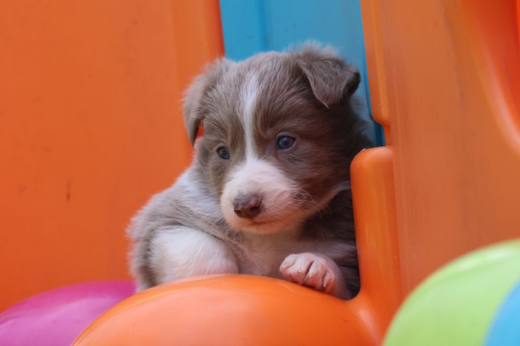 Du Domaine De La Fauvette - Chiots disponibles - Border Collie