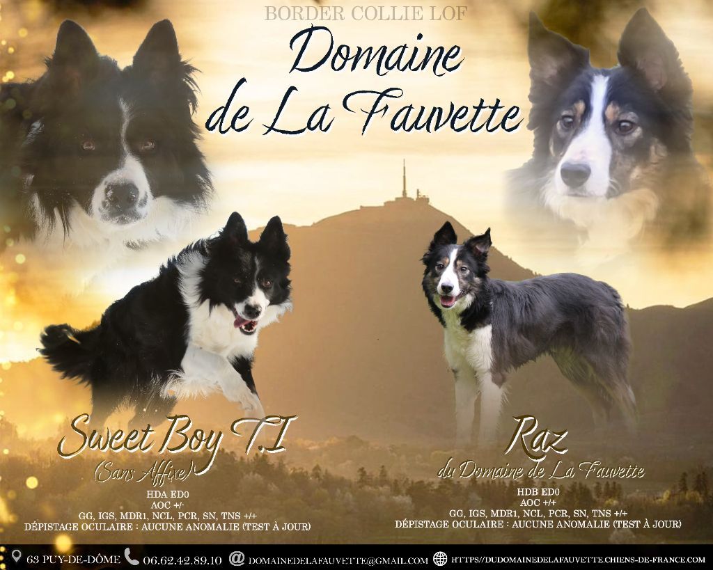 Du Domaine De La Fauvette - Border Collie - Portée née le 06/02/2025